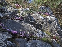Cyclamen graecum 7, Saxifraga-Harry Jans