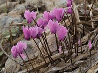 Cyclamen graecum 8, Saxifraga-Harry Jans