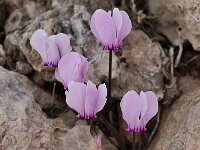 Cyclamen graecum 9, Saxifraga-Harry Jans