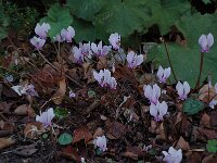 Cyclamen hederifolium, Hardy Cyclamen