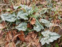 Cyclamen hederifolium 10, Saxifraga-Rutger Barendse