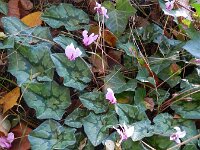 Cyclamen hederifolium 11, Saxifraga-Rutger Barendse