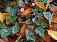Cyclamen hederifolium 12, Saxifraga-Rutger Barendse