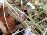 Cyclamen hederifolium 13, Saxifraga-Rutger Barendse