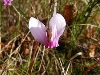 Cyclamen hederifolium 14, Saxifraga-Rutger Barendse