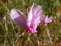 Cyclamen hederifolium 15, Saxifraga-Rutger Barendse