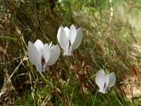 Cyclamen hederifolium 16, Saxifraga-Rutger Barendse