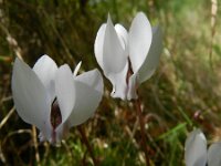 Cyclamen hederifolium 17, Saxifraga-Rutger Barendse