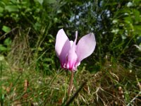 Cyclamen hederifolium 19, Saxifraga-Rutger Barendse