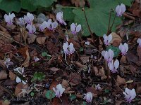 Cyclamen hederifolium 2, Saxifraga-Willem van Kruijsbergen