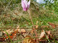 Cyclamen hederifolium 20, Saxifraga-Rutger Barendse