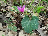 Cyclamen hederifolium 21, Saxifraga-Jeroen Willemsen
