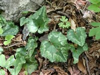 Cyclamen hederifolium 22, Saxifraga-Dirk Hilbers