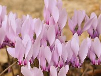 Cyclamen hederifolium 28, Saxifraga-Harry Jans