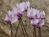 Cyclamen hederifolium 29, Saxifraga-Harry Jans