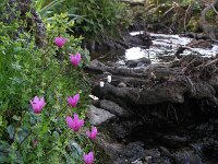 Cyclamen hederifolium 3, Saxifraga-Rutger Barendse