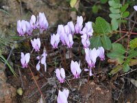 Cyclamen hederifolium 30, Saxifraga-Harry Jans
