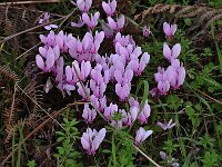 Cyclamen hederifolium 31, Saxifraga-Harry Jans