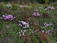 Cyclamen hederifolium 33, Saxifraga-Harry Jans