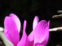 Cyclamen hederifolium 4, Saxifraga-Rutger Barendse