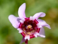 Cyclamen hederifolium 40, Saxifraga-Sonja Bouwman  Napolitaanse cyclaam - Cyclamen hederifolium - Primulaceae familie