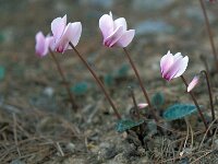 Cyclamen hederifolium 42, Saxifraga-Jan van der Straaten