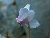 Cyclamen hederifolium 45, Saxifraga-Jan van der Straaten