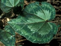Cyclamen hederifolium 47, Saxifraga-Jan van der Straaten