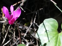 Cyclamen hederifolium 5, Saxifraga-Rutger Barendse