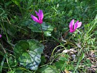 Cyclamen hederifolium 6, Saxifraga-Jeroen Willemsen