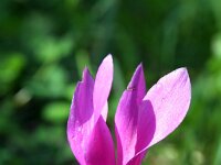 Cyclamen hederifolium 7, Saxifraga-Jeroen Willemsen