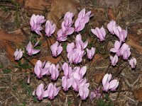 Cyclamen hederifolium 8, Saxifraga-Jasenka Topic
