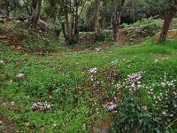 Cyclamen hederifolium ssp crassifolium 27, Saxifraga-Harry Jans