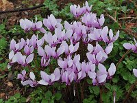 Cyclamen hederifolium ssp crassifolium 34, Saxifraga-Harry Jans
