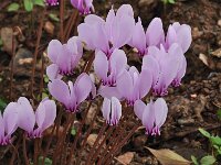 Cyclamen hederifolium ssp crassifolium 35, Saxifraga-Harry Jans