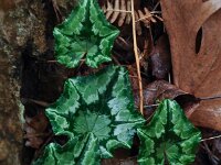 Cyclamen hederifolium ssp crassifolium 36, Saxifraga-Harry Jans