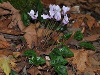 Cyclamen hederifolium ssp crassifolium 37, Saxifraga-Harry Jans