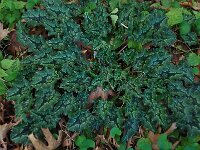 Cyclamen hederifolium ssp crassifolium 38, Saxifraga-Harry Jans