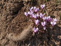 Cyclamen hederifolium ssp crassifolium 39, Saxifraga-Harry Jans