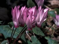 Cyclamen peloponnesiacum