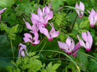 Cyclamen peloponnesiacum 2, Saxifraga-Harry van Oosterhout