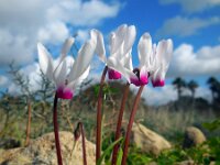 Cyclamen persicum