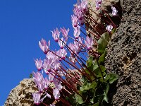 Cyclamen persicum 10, Saxifraga-Ed Stikvoort
