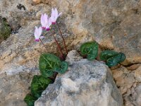 Cyclamen persicum 11, Saxifraga-Ed Stikvoort