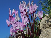 Cyclamen persicum 12, Saxifraga-Ed Stikvoort