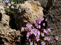 Cyclamen persicum 13, Saxifraga-Ed Stikvoort