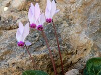 Cyclamen persicum 14, Saxifraga-Ed Stikvoort