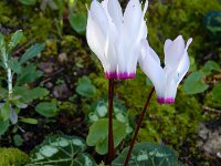 Cyclamen persicum 15, Saxifraga-Ed Stikvoort