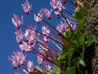 Cyclamen persicum 16, Saxifraga-Ed Stikvoort