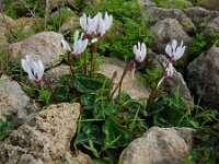 Cyclamen persicum 2, Saxifraga-Ed Stikvoort